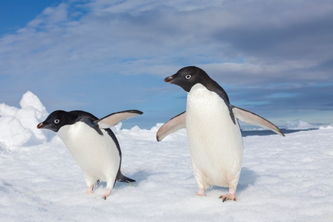 Aquí está el pingüino que captura el sentido de comunidad de cada signo del zodíaco