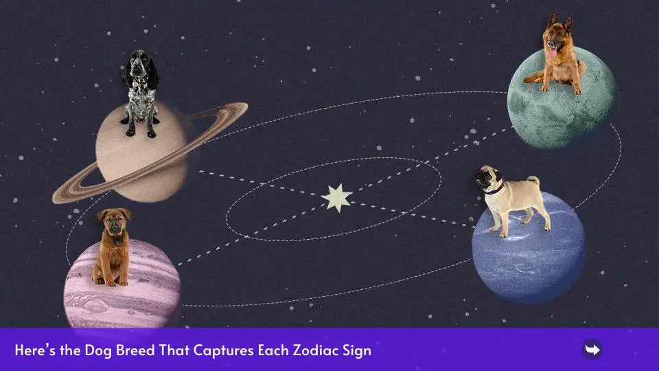 Aquí está la raza de gato que captura la personalidad de cada signo del zodíaco