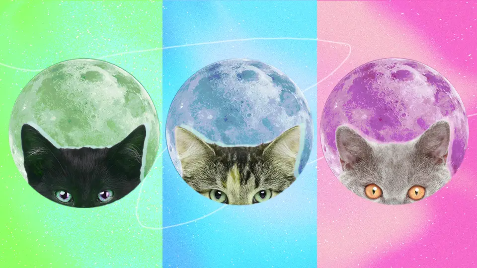 Aquí está la raza de gato que captura la personalidad de cada signo del zodíaco
