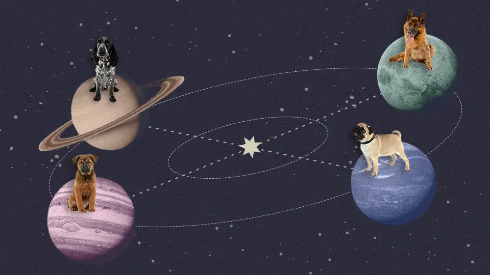 Aquí está la raza de perro que captura la personalidad de cada signo del zodíaco