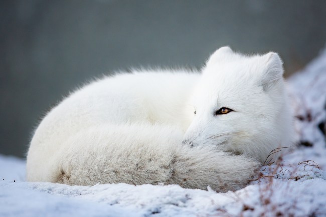 El animal ártico que capta cómo se siente cada signo del zodíaco cuando nieva