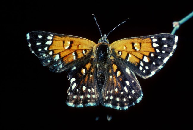 Aquí está la mariposa que captura la capacidad de transformación de cada signo del zodíaco