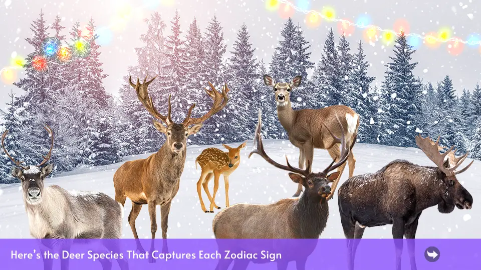 El animal ártico que capta cómo se siente cada signo del zodíaco cuando nieva