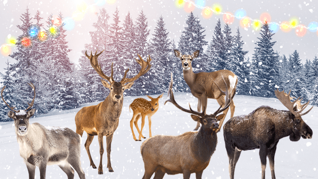 Aquí tienes las especies de ciervos que capturan el espíritu navideño de cada signo del zodíaco
