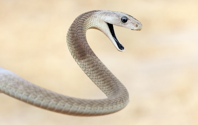 Aquí está la serpiente, que describe el lado tortuoso y misterioso de cada signo del zodíaco.
