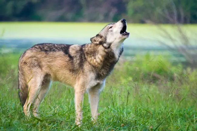 Aquí está el lobo o perro salvaje que capta el lado indómito de cada signo del zodíaco