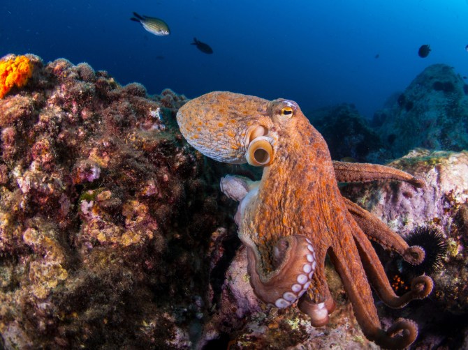 La criatura marina que capta la energía y personalidad de cada signo del zodíaco