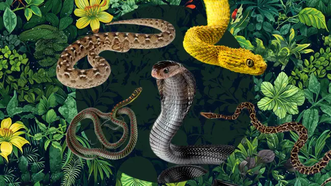 Aquí está la serpiente, que describe el lado tortuoso y misterioso de cada signo del zodíaco.
